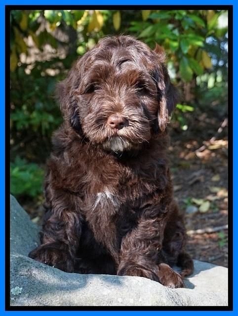 Fanny AJ pups 8 wks old 7974