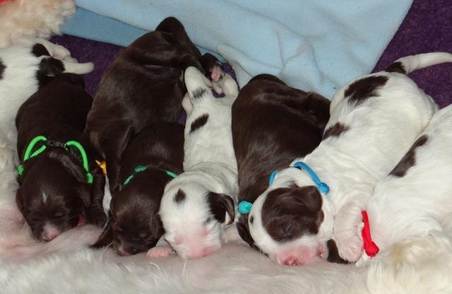 Fanny AJ pups 1 wk old 25!