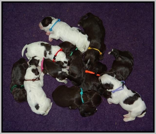 Fanny AJ pups 1 wk old 27!