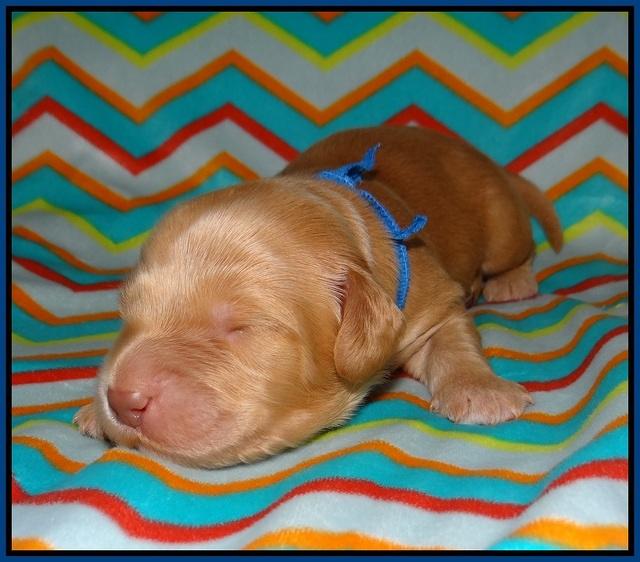 BB Marlow pups 1 week old 31