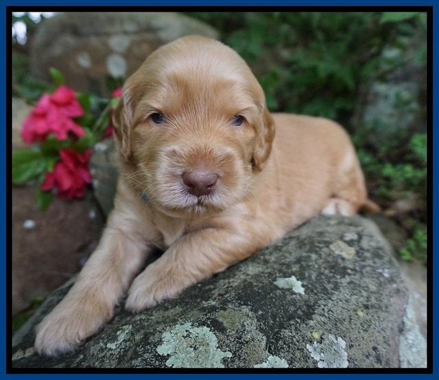 BB Marlow pups 3 wks old 31