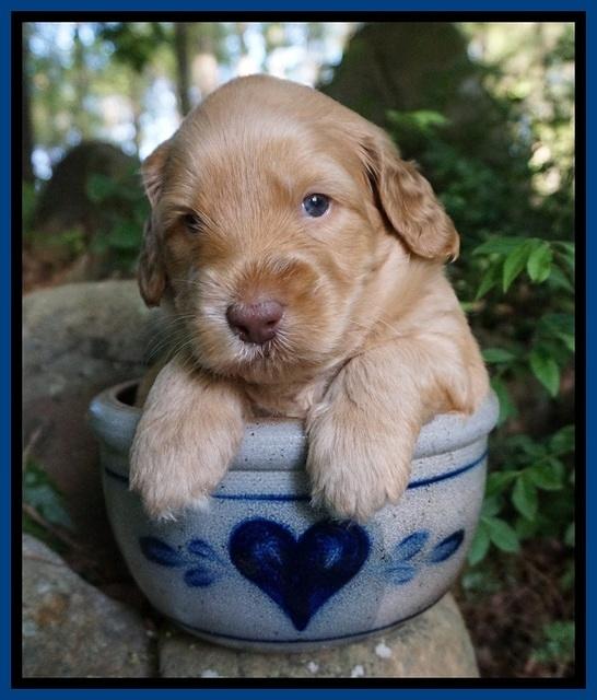 BB Marlow pups 4 wks old 11