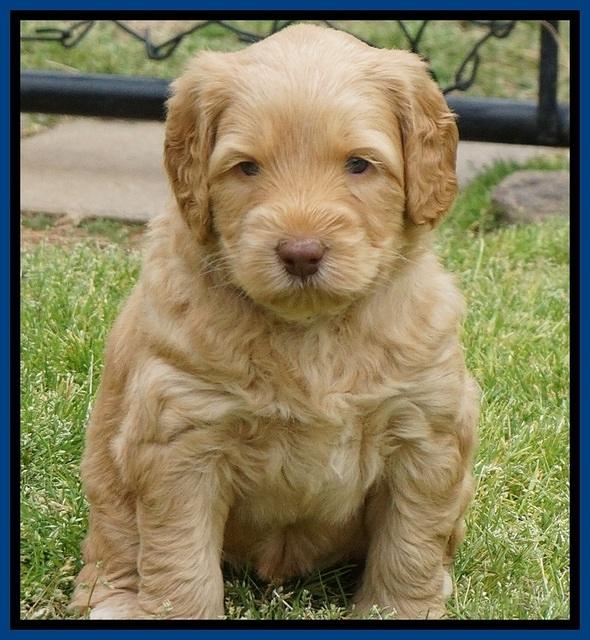 BB Marlow pups 5 wks old 31