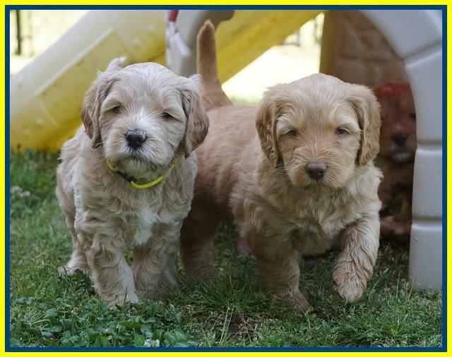 BB Marlow pups 5 wks old 401