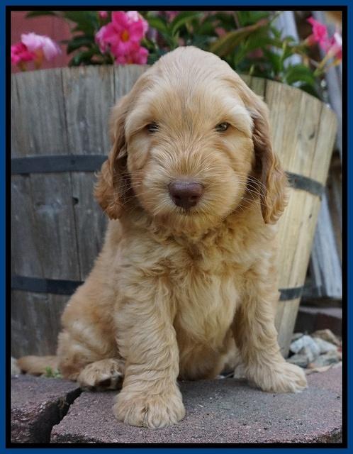 BB Marlow pups 7 wks old 31