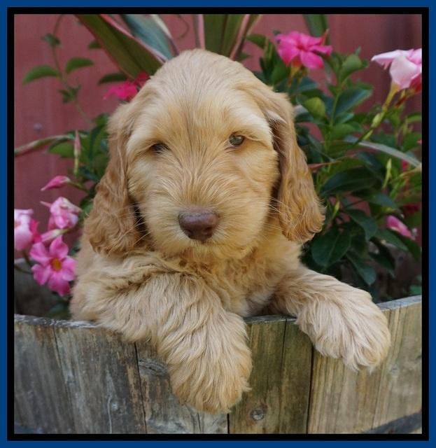 BB Marlow pups 7 wks old 41