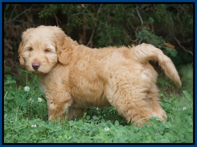 BB Marlow pups 7.5 wks old 61