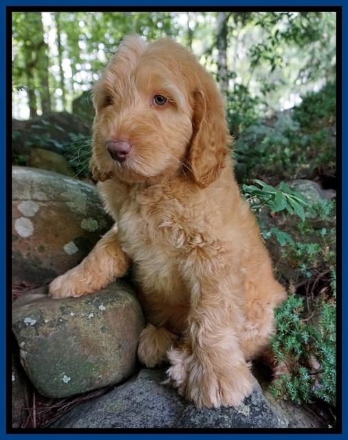 BB Marlow pups 8 wks old 6152