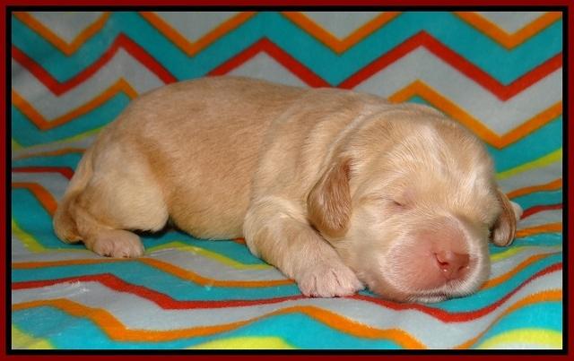 BB Marlow pups 1 week old 41