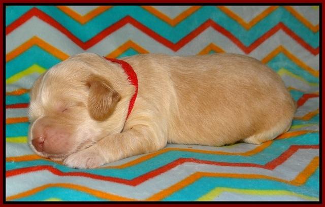 BB Marlow pups 1 week old 51