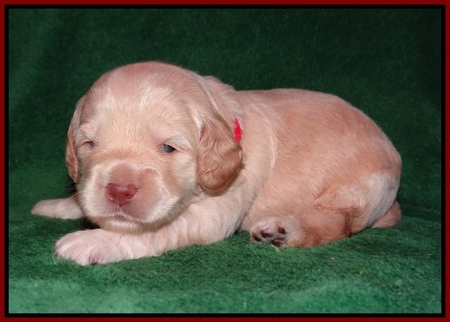 BB Marlow pups 2 wks old 41