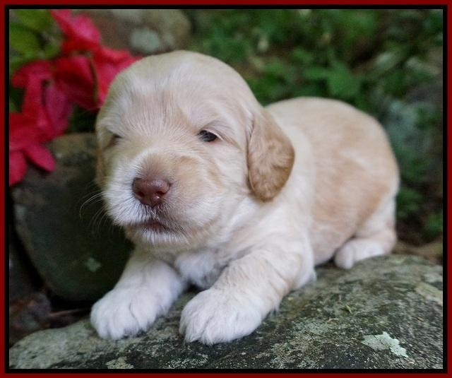 BB Marlow pups 3 wks old 41