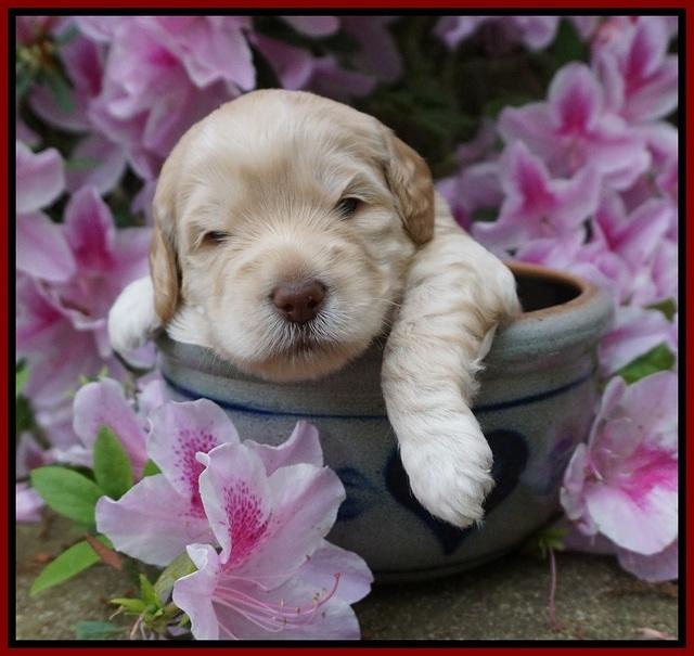 BB Marlow pups 3 wks old 81