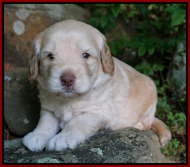 BB Marlow pups 4 wks old 61
