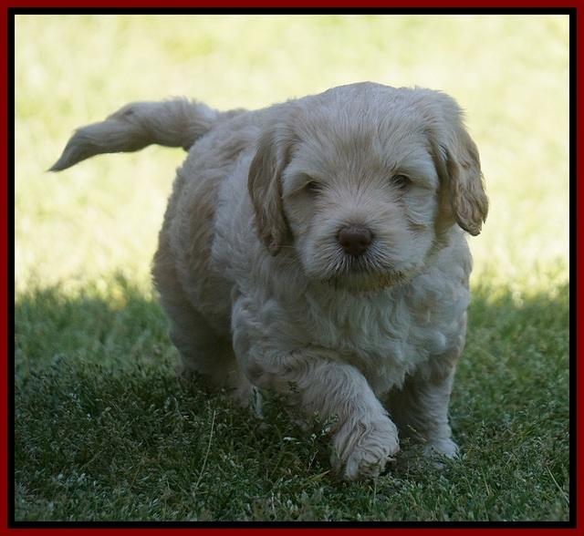 BB Marlow pups 5 wks old 111