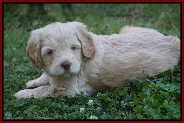 BB Marlow pups 5 wks old 131
