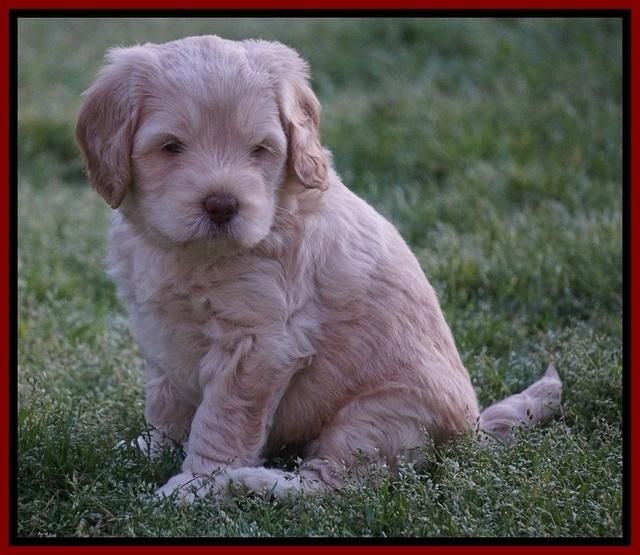 BB Marlow pups 5 wks old 81
