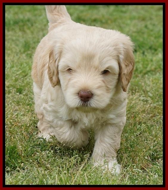 BB Marlow pups 5 wks old 91