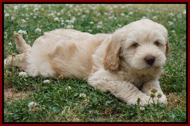 BB Marlow pups 7 wks old 101