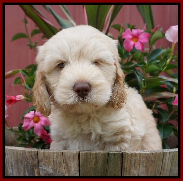 BB Marlow pups 7 wks old 71