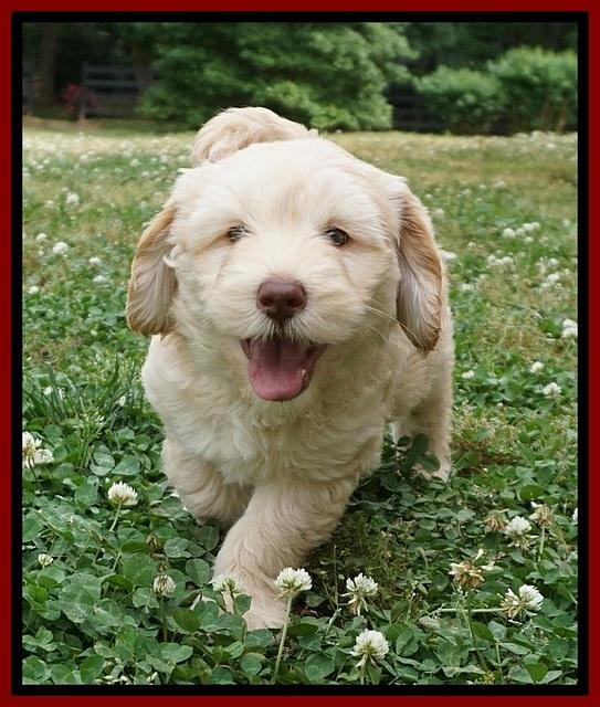 BB Marlow pups 7 wks old 91