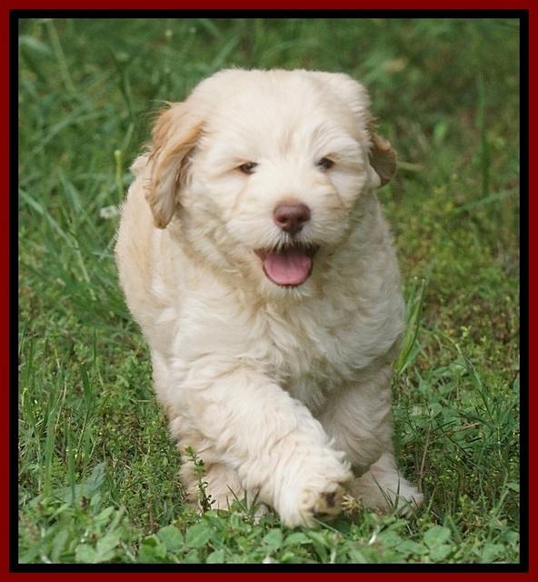 BB Marlow pups 7.5 wks old 101