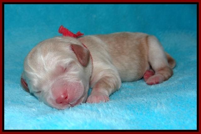 BB Marlow pups Newborn 61