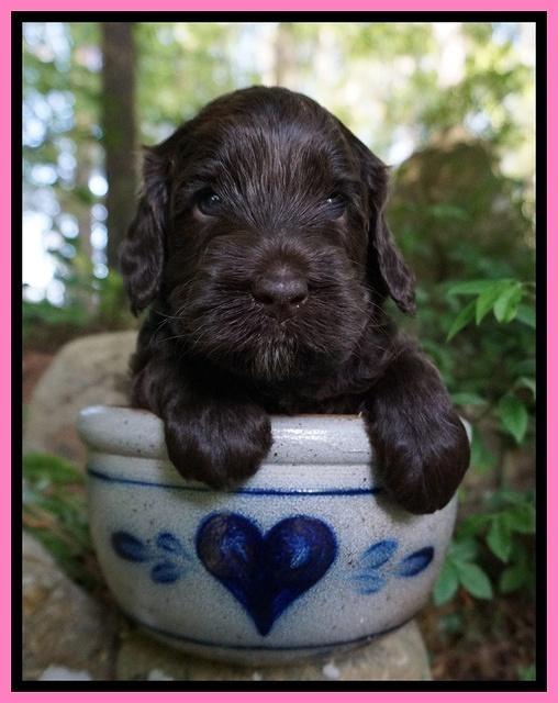 BB Marlow pups 4 wks old 91