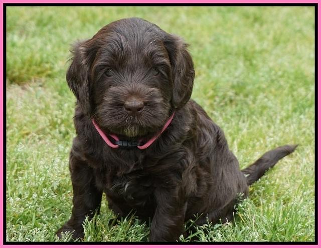 BB Marlow pups 5 wks old 171