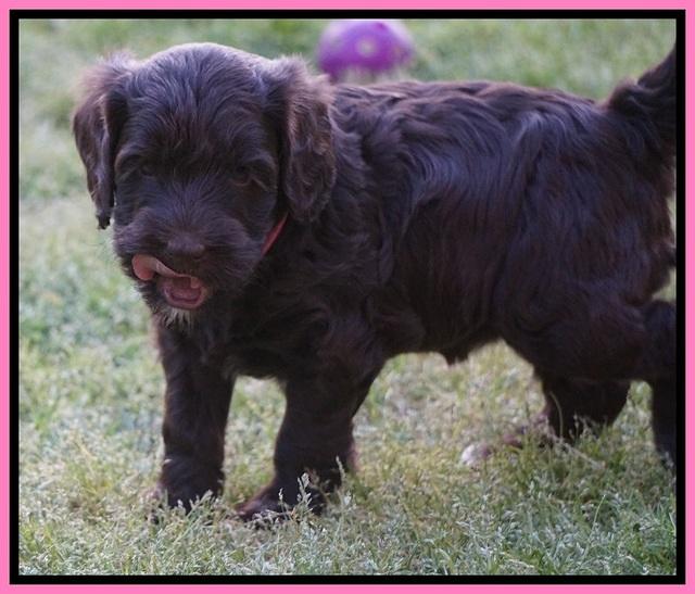 BB Marlow pups 5 wks old 181
