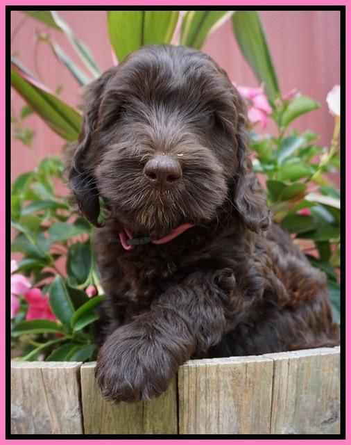 BB Marlow pups 7 wks old 131