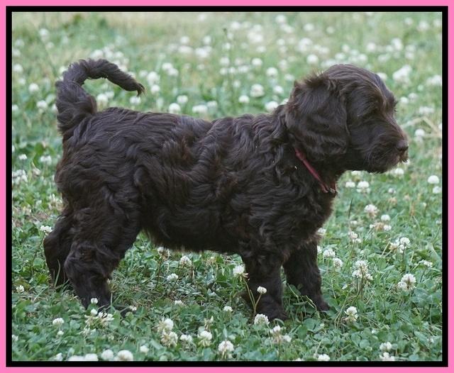 BB Marlow pups 7 wks old 141