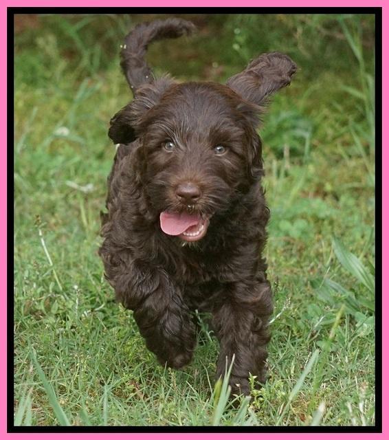 BB Marlow pups 7.5 wks old 121