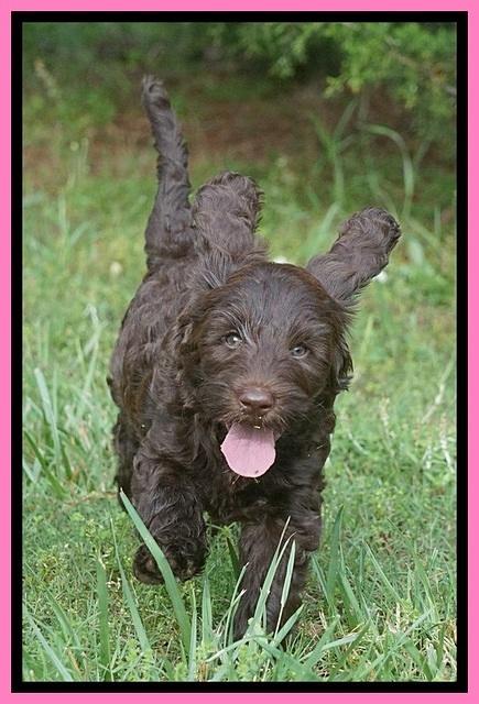 BB Marlow pups 7.5 wks old 131