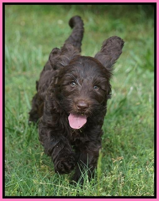 BB Marlow pups 7.5 wks old 151