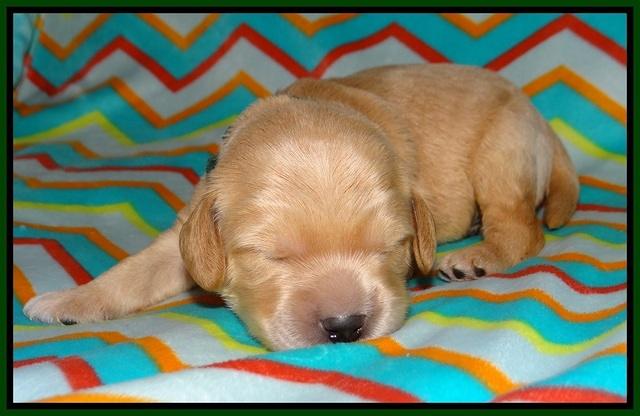 BB Marlow pups 1 week old 81