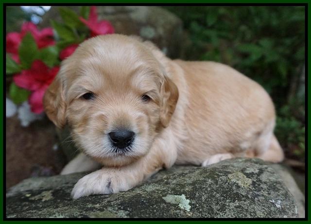 BB Marlow pups 3 wks old 131