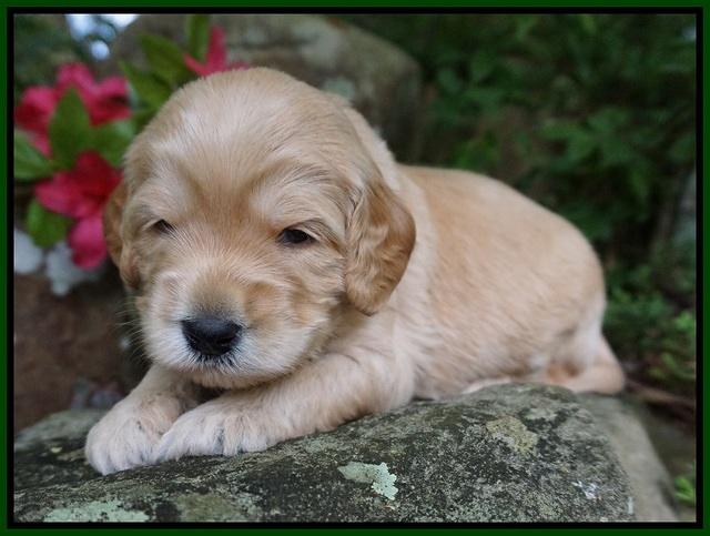 BB Marlow pups 3 wks old 141