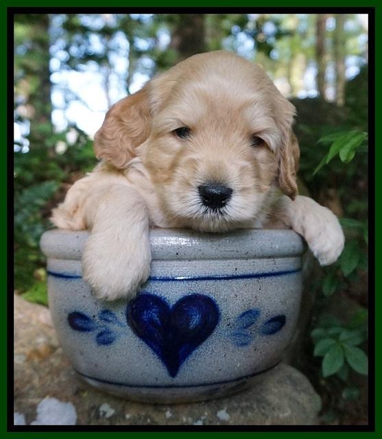 BB Marlow pups 4 wks old 2262