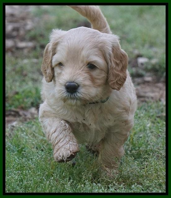 BB Marlow pups 5 wks old 211