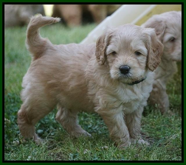 BB Marlow pups 5 wks old 231