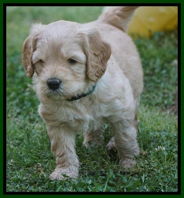 BB Marlow pups 5 wks old 241