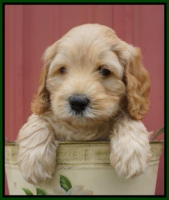 BB Marlow pups 6 wks old 111