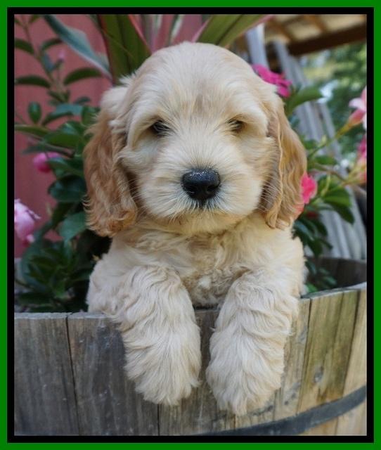 BB Marlow pups 7 wks old 151