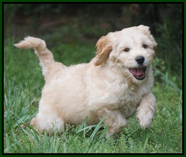 BB Marlow pups 7.5 wks old 111