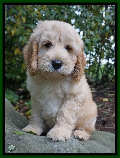 BB Marlow pups 8 wks old 111