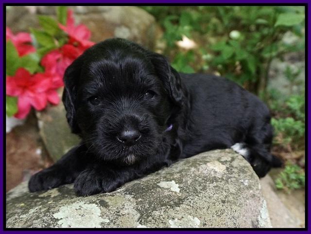 BB Marlow pups 3 wks old 171