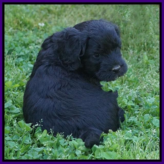 BB Marlow pups 5 wks old 271