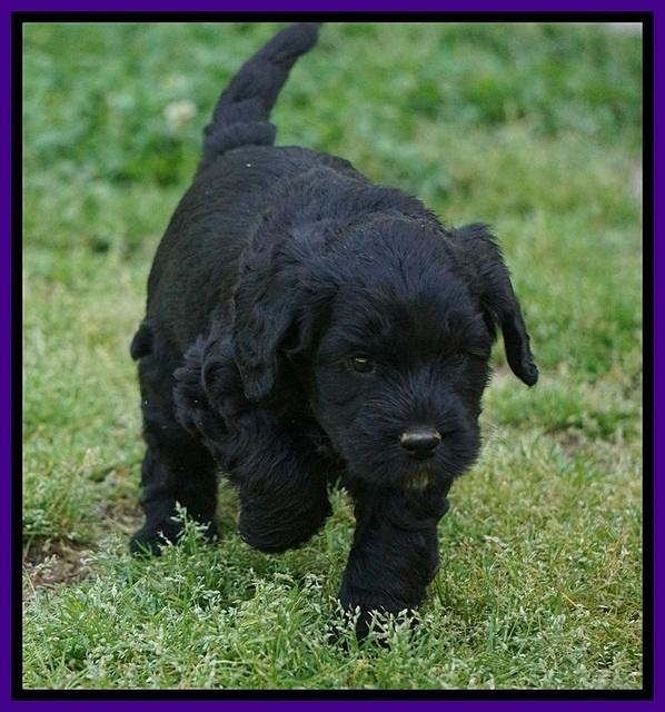 BB Marlow pups 5 wks old 281