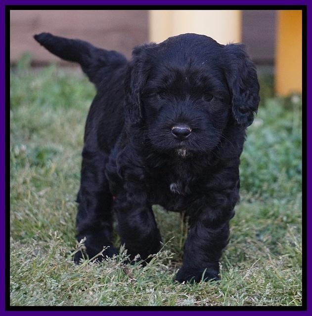 BB Marlow pups 5 wks old 301